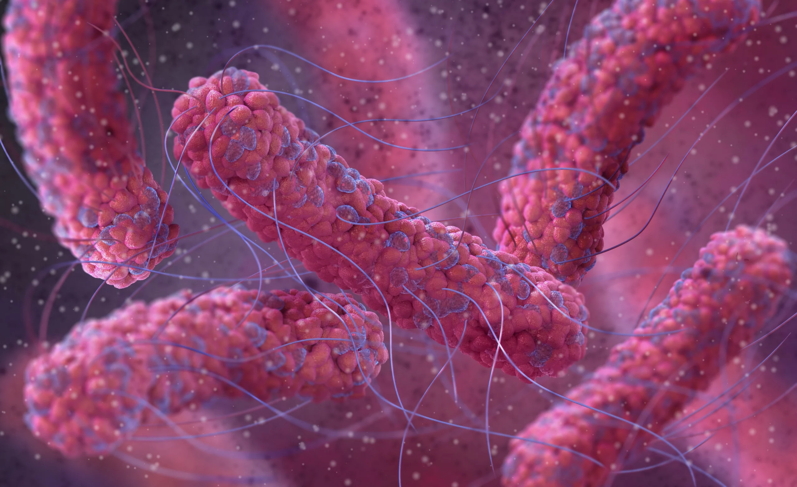 Medical background, bacteria facultative anaerobes, Salmonella, enterobacteria, rod-shaped, flagella over the entire surface, causative agent of salmonella.